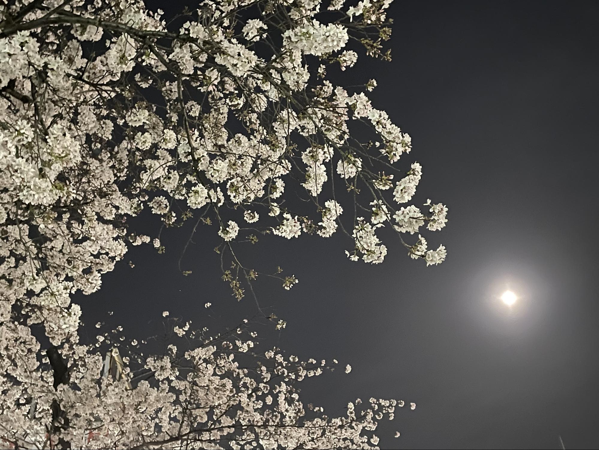 夜桜