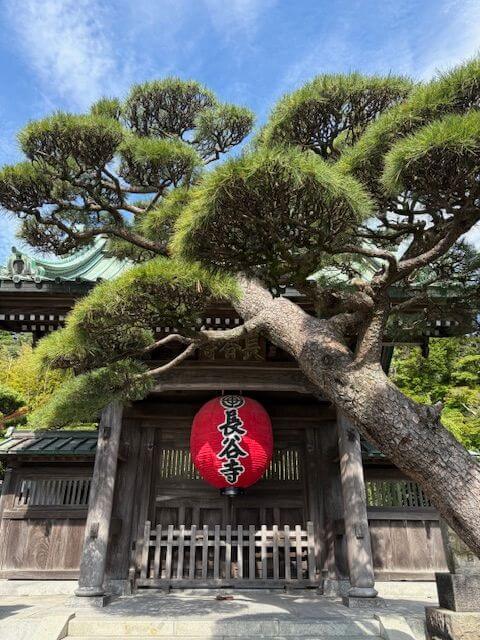 アジサイ