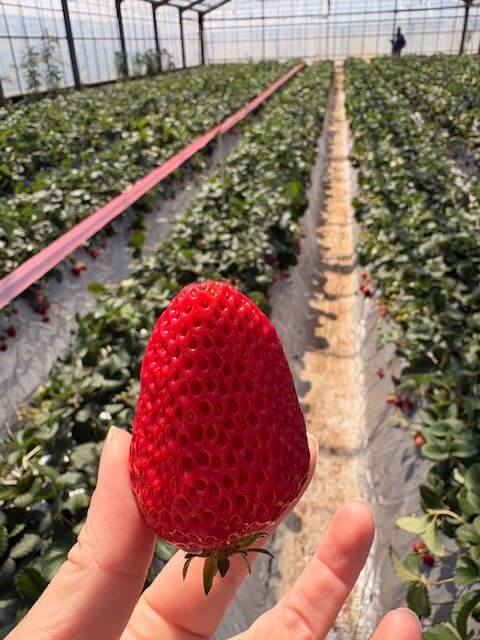 いちご狩り