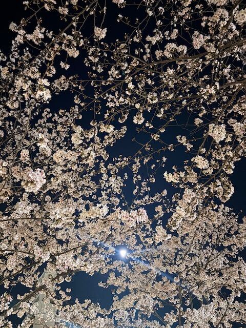 夜桜
