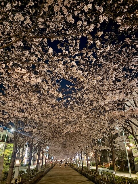 夜桜