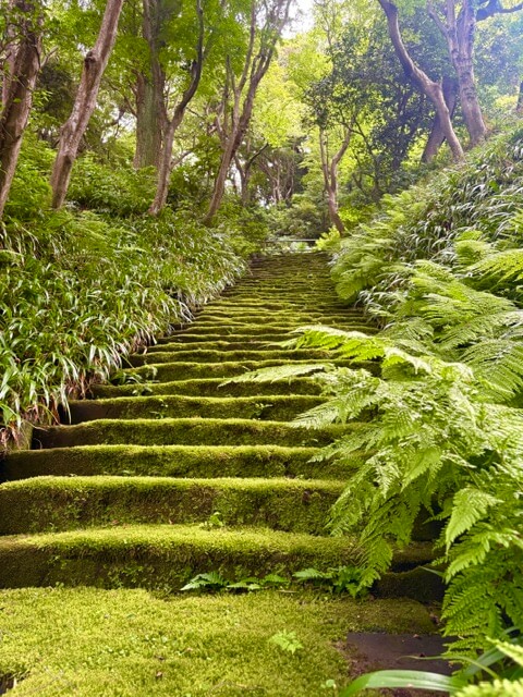 苔寺