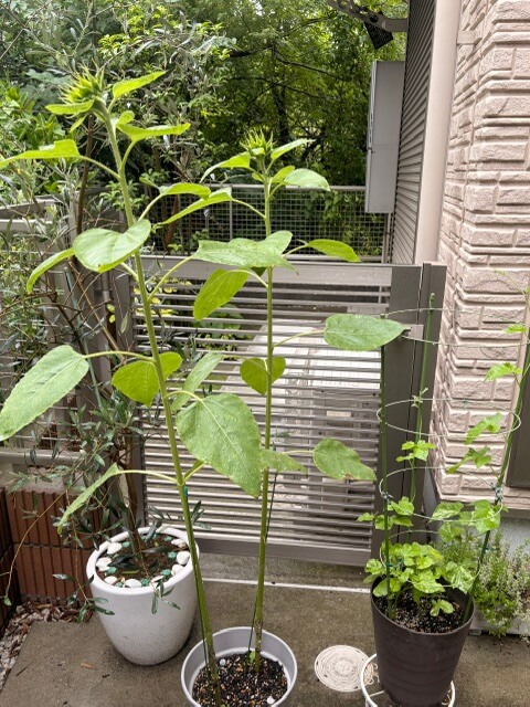 朝顔