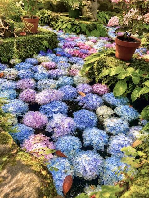 紫陽花