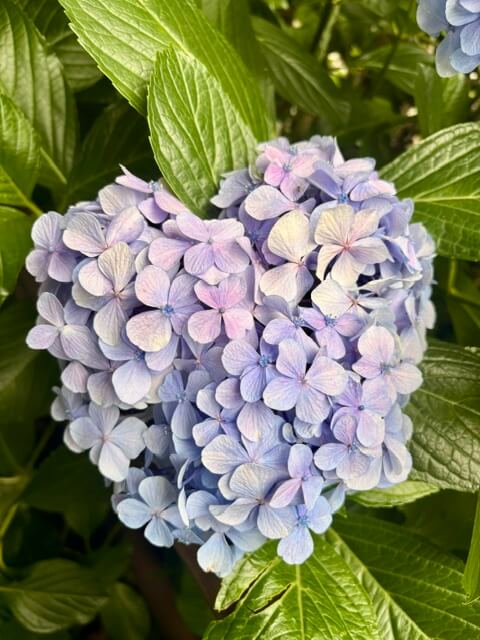紫陽花