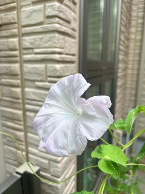 朝顔